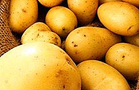 Panas-tahan kentang "Dibentengi": deskripsi macem-macem, foto lan nuansa utama