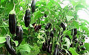 Funda indlela yokukhulisa ama-eggplants ensimini evulekile? Izincomo zokutshala imbewu, amathiphu ekunakekeleni izithombo