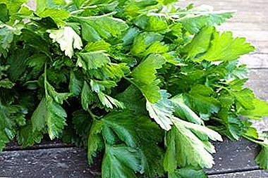 Susiha kon ang parsley usa ka diuretiko o dili. Mga resipe decoctions, pagpuga, tsa
