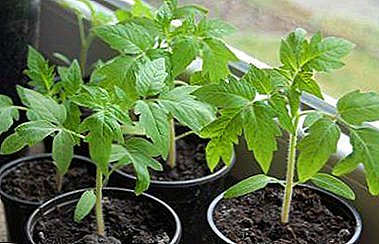 Кои се предностите на садење семе од домати во одделни чаши и како да растат такви садници?