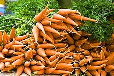 Watter kunsmis benodig wortels wanneer jy plant en hoe om te voed? Moontlike foute