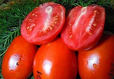 آپ کو پھل کی میٹھی، نازک ذائقہ سے خوشی ہوگی - رائل پینگوئن ٹماٹر: مختلف قسم کی تفصیل