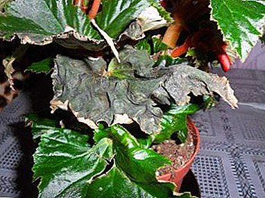 اہم نکات: begonias کیوں کلیوں اور پتیوں ہیں، پلانٹ کی مدد کے لئے کس طرح؟