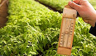 مهم است که باغبان ها را بدانید: در چه درجه حرارت بهترین رشد و کاشت نهال های گوجه فرنگی است؟