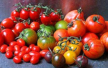 Тандоо же помидор ар түрдүү мааниси отургузуп үчүн акылдуулукка жатат?