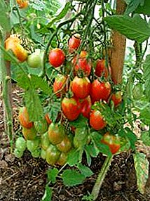 Grandioza plej ŝatata ĝardenisto tomato "Chio Chio San": priskribo de la diverseco, karakterizaĵoj, fotoj