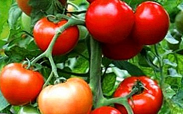Қуырылған және дәмді қызанақ гибриді - жоңышқа томаты