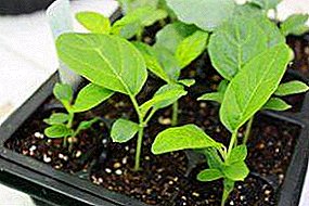Họrọ ụbọchị maka "acha anụnụ anụnụ"! Eggplant: mgbe agha na seedlings