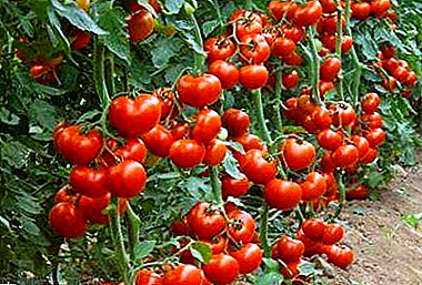 Choix vun enger komplexer Düngemëttel fir Tomaten - Tipps vun de beschte Baueren iwwer d'korrekte Verwäertung vun Produkter