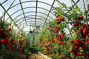 Elekti grundon por tomatoj en la forcejo: konsiletoj pri agrarĝistoj por altaj produktokvantoj