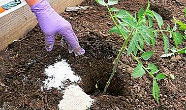 Genera PHOSPHATE fertilizers ad tomatoes. Instructions pro usu