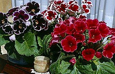 ब्रोकडा ग्लॉक्सिनियाचे प्रकार आणि वर्णन. फुलांची लागवड, काळजी आणि पुनरुत्पादन
