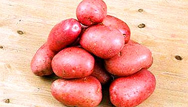 Mi uzgajamo krompir Zhuravinka: karakteristike i opis sorte, fotografiju