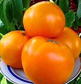 Monasterio laranja tomate hazten dugu "Bazkari monasikoa": barietateari buruzko deskribapena eta ezaugarriak