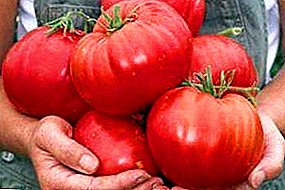Urang tumuwuh hiji tomat bull-brow: rupa-rupa pedaran, poto, saran