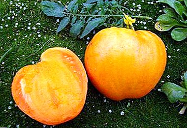 Uzgajamo paradajz meda divovskog: karakteristike i opis sorte