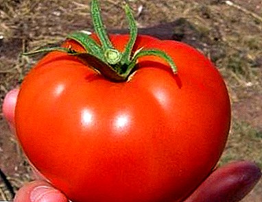 Ние расте плоден домат "Volgogradets": опис и карактеристики на сортата