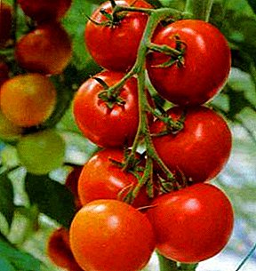 ما یک محصول بالغ گوجه فرنگی را در زمینه باز می کنیم