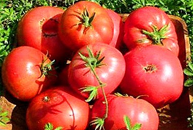 We tuwuh tomat dhuwur-ngasilke "Ozharovsky raspberry": gambaran saka macem-macem, kaluwihan lan cacat
