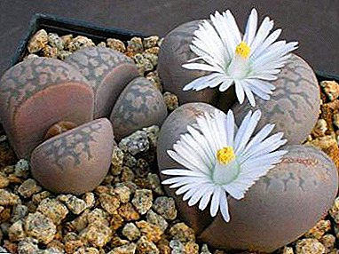 Crecemos "pedras vivas": regras adecuadas para o chan e as plantacións para Lithops.
