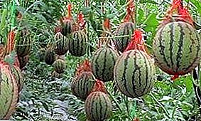 Erofsoen Watermelon an Melonen an engem Polycarbonat Gewierhaus: Planzung an Suergfalt