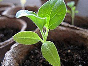 Cultivo de berenxenas: plantación e coidado de plántulas, recollida do solo e recipiente, rego e alimentación, colleita e transplante adecuados