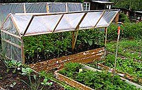 Одгледување на модри патлиџани во поликарбонатна стаклена градина: избор на најдобри оценки, нега и исхрана