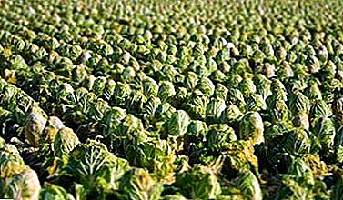 Brassica growing agri plantabant in aperto aliquando refloruistis pro ducuntur inriguae