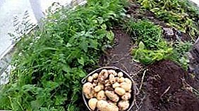 Cultivar patacas nun invernadoiro no inverno: plantar e alimentar durante todo o ano