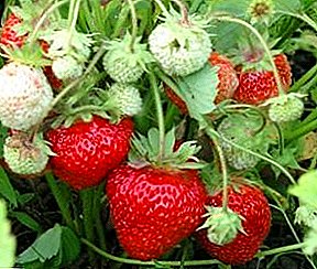 Budidaya strawberry nurutkeun téknologi Walanda