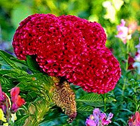 Crecer flores elegantes - Celosia