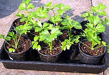 એ થી ઝેડ સુધીની રોપાઓમાંથી વધતી જતી સુંગધી પાનવાળી એક વિલાયતી વનસ્પતિ: ક્લાસિક રીત અને ઘરની સ્થિતિ માટે અસામાન્ય પદ્ધતિ