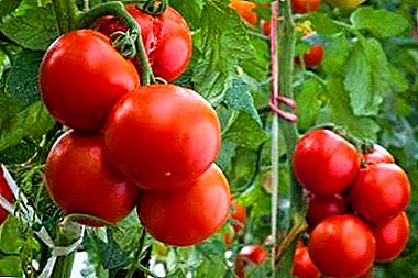 Quae varietates ad magis crescit tomatoes in Urales montes plantabis et quam curare?