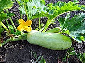 Na-eto eto zucchini - osisi ma ọ bụ seedlings