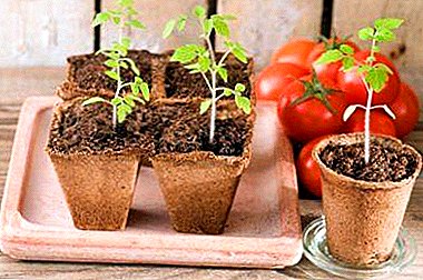 Kreskanta tomata plantido en torfaj potoj: kiel planti, prizorgi kaj moviĝi sur la teron?