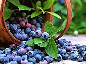 Koraaya, isugeyn iyo sifooyinka wanaagsan ee blueberries