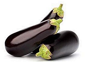 Tyfu, gofalu am eginblanhigion, plannu eggplant mewn tir agored