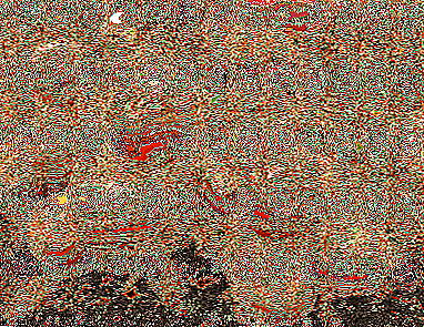 தக்காளி "டுபோக்" உடன் அதிக மகசூல்: பல்வேறு வகைகளின் பண்புகள் மற்றும் விளக்கம், புகைப்படங்கள், குறிப்பாக தக்காளி சாகுபடி