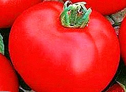 Alta rendimento hibrido de bonega gusto - tomato "Irina": karakteriza kaj priskribo de la vario, foto