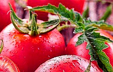 Visokoprinosna sorta otporna na bolesti - malina slatko paradajz
