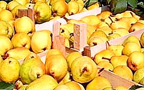 Vitamin a duk shekara: yadda za a adana pears don hunturu a cikin cellar?
