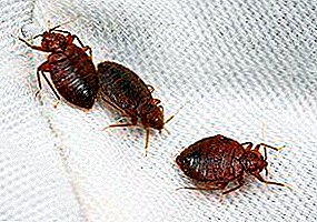 ကျနော်တို့အိပ်ရာ bug တွေရယူထားခြင်း: အိမ်မှာဖယ်ရှားပစ်ရရန်မည်သို့, သုံးစွဲဖို့အဘယ်အရာကိုမူးယစ်ဆေးဝါး, အပြောင်းအလဲနဲ့များအတွက်တိုက်ခန်းပြင်ဆင်ထားရန်မည်သို့မည်ပုံ