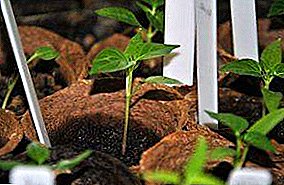 Saznajte kako zasaditi paprike za sadnice u tresetnim posudama: priprema za sadnju, pravila za presađivanje, savjeti za sadnju mladih biljaka