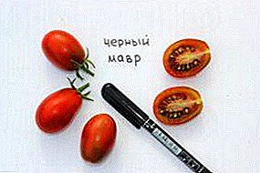 Nikmat eksotis - ciri lan deskripsi macem-macem tomat "Black Moor"