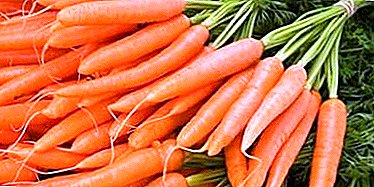 Carrots ហ៊ាននិងមានសុខភាពល្អ - តើវាអាចបរិភោគជាមួយជំងឺទឹកនោមផ្អែមបានទេ? លក្ខខណ្ឌនៃការប្រើប្រាស់, រូបមន្តទឹក