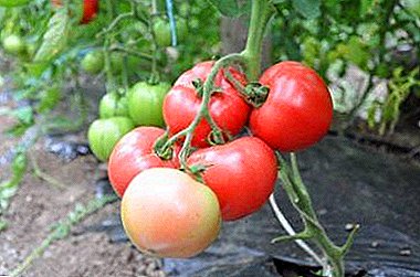 Rozo Paradizo Saĝaj kaj sanaj japanaj tomatoj: Propraĵoj de Kresko en forcejo
