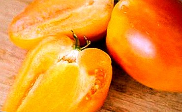 Prestazio handiagoa duten tomateak goxoa - "Maitagarrien oparia": barietatea, bere ezaugarriak eta landatzea