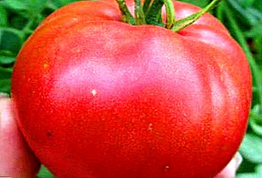 चवदार टोमॅटो "व्होल्गोग्राड गुलाबी": विविध प्रकारच्या लागवडीचे वर्णन आणि वर्णन