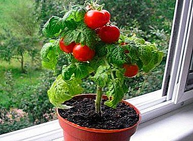 Pinocchio shijshme dhe aromatik domate: udhëzime për rritje në dritareje, si dhe kujdesin e mëvonshëm