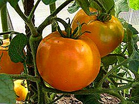 Hybrid delectamentum, et pulcher - modi 'Persimmon "tomatoes - descriptio, cultura generali suasiones
